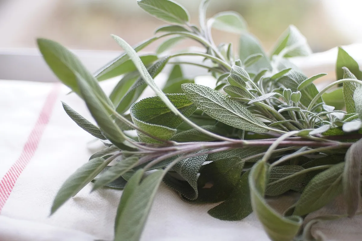 Feuilles de sauge en gros plan illustrant les composés antioxydants