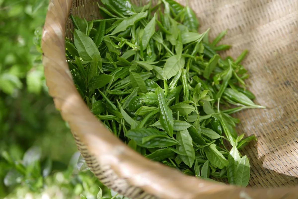 Brin de sauge fraîche, tasse de tisane et carnet de notes sur une table de cuisine